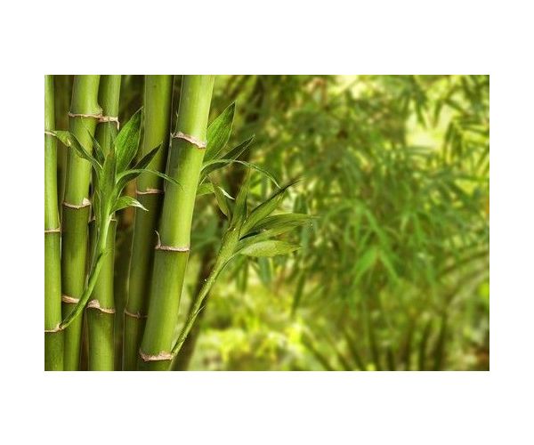 Bambus